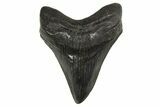 Fossil Megalodon Tooth - South Carolina #340281-1